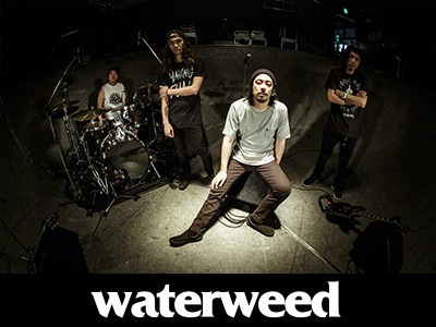 waterweed